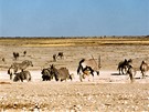 Namibie, Národní park Etosha. Pímoroci, zebry i ptrosi se scházejí u jednoho z napajedel