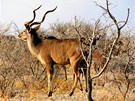Namibie, Národní park Etosha. Antilopa kudu patí mezi ty plaí ivoichy