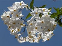 V truhlíku na okně či balkoně vám může kvést i jasmínokvětý lilek (Solanum jasminoides). 