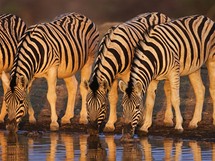 Namibie, Nrodn park Etosha