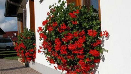 Oblíbené pevislé mukáty.