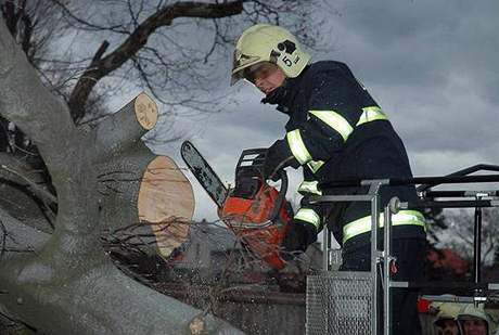Do dodávky, která havarovala v Havíov, se po nehod opel vzrostlý strom. Ilustraní foto