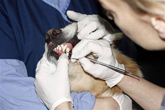 Odstranní zubního kamene radji nechte na veterinárním lékai.