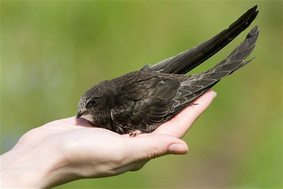 Rorýs obecný je jedním z druh, kterému chladné a detivé jaro nesvdí. Ilustraní foto