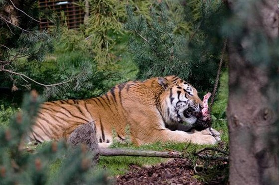 V dánské zoo eká Darju sedmiletý samec Igor