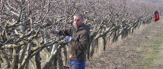 Mui stíhají stromy jabloní v sadu nedaleko Popic