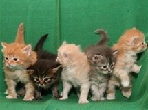 Sibiřské kočky existují ve všech barevných mutacích kromě siamské. Koťata z jednoho vrhu.