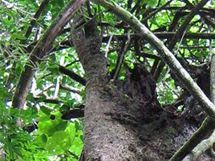 Strom v tropickm pralese v Nrodnm parku Cordillera de Guanacaste.