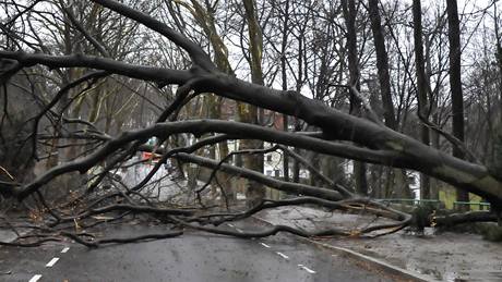 Strom, který vyvrátila vich�ice Xynthia v N�mecku