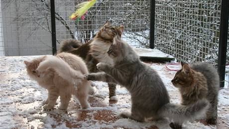 Sibiřské kočky milují pohyb venku. Mělo by ovšem jít o oplocenou zahradu nebo venkovní voliéru. 