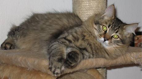 Odrůstající kotě sibiřské kočky. 