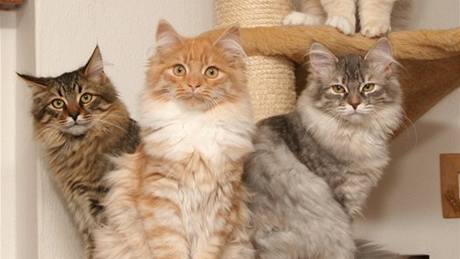Odrůstající koťata sibiřské kočky. 