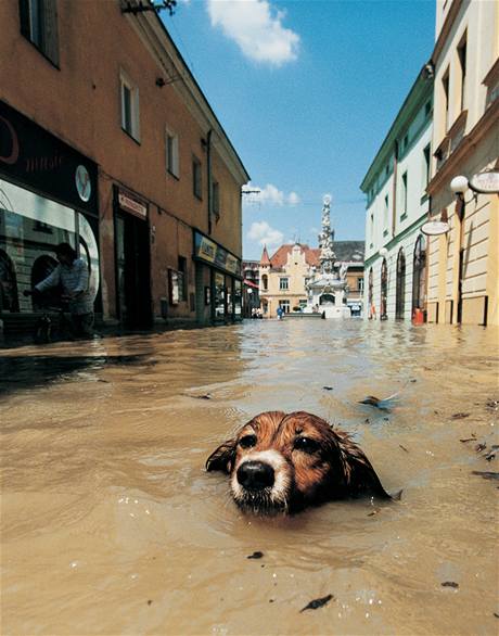 Cenu diváků Czech Press Photo si asi odnese zírající Paroubek