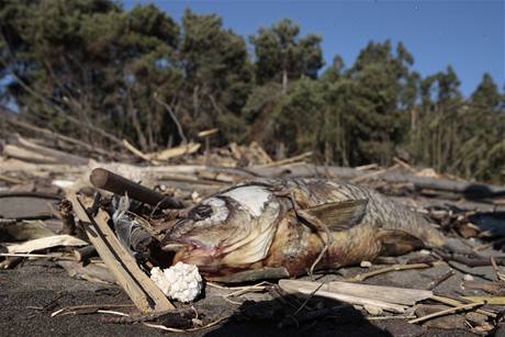 Tlejc ryby po niivm zemtesen a tsunami v Chile