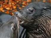 Gastonova dynastie pokračuje. V Zoo Praha přišel na svět lachtanův pravnuk