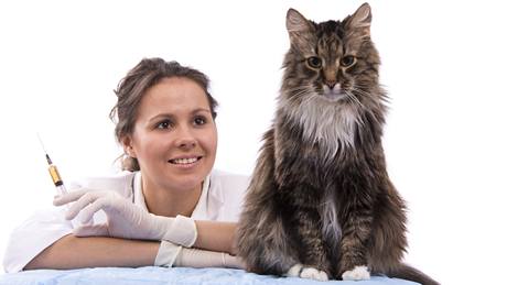 N�která o�kování jsou pro ko�ky nezbytná, o�kování proti borelióze k nim ale nepat�í.