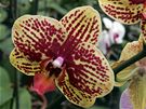 V Botanické zahrad a arboretu Mendelovy univerzity v Brn se koná výstava nazvaná Kvty orchidejí