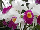 V Botanické zahrad a arboretu Mendelovy univerzity v Brn se koná výstava nazvaná Kvty orchidejí