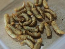 Marie Borkovcov z Mendelovy univerzity v Brn vede pednku pod nzvem Hmyz ve viv lidstva spojenou s degustac hmyzch pokrm (16. 3. 2010).