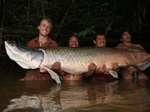 Arapaima