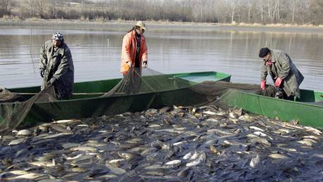 Pracovníci spole�nosti Rybníká�ství Poho�elice za�ali s jarními výlovy na rybníku u Sedlece na B�eclavsku