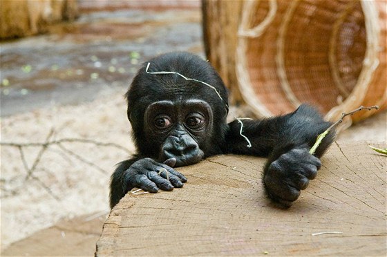Po projektu Odhalení se gorily z Prahy stávají souástí projektu Pomáháme gorilám, který bude pispívat k záchran goril ve volné pírod.