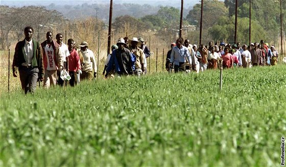 Píznivci zimbabwské vládní strany ZANU kráejí po poli bílého farmáe.