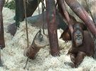 ZOO Praha - Orangutáni