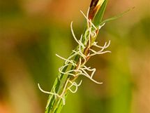 Kvetouc ostice chlupat (Carex pilosa)