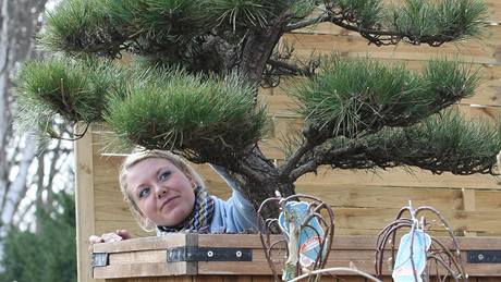 Petra ermkov peuje o dvoumetrovou bonsai borovice za 170 400 korun 