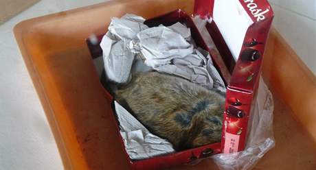 Potu ve Velké Bítei zahltil zápach rozkládajícího se potkana v balíku
