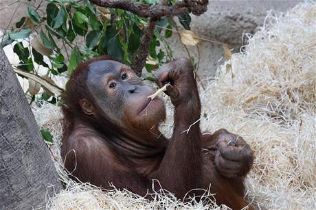 Mlád orangutana z minulého odchovu Zoo Praha
