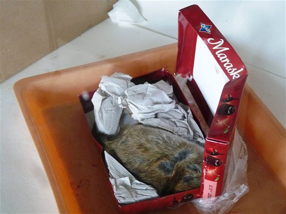Potu ve Velké Bítei zahltil zápach rozkládajícího se potkana v balíku