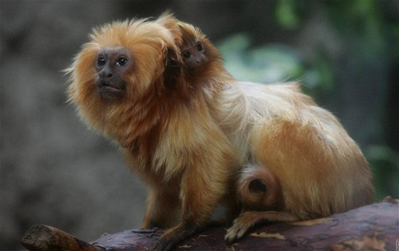 Olomoucká zoo odchovala dv mláata vzácných lvík zlatých