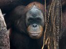 Desetiletý Filip je starí z mláat orangutan sumaterských. 