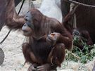 Devítiletý Pagy, orangutan sumaterský. 