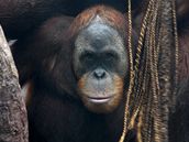 Desetiletý Filip je starší z mláďat orangutanů sumaterských. 
