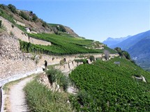 vcarsko, Sion, vinice vchodn od msta (Valais) 
