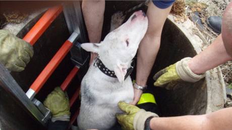 Ostravtí hasii zachránili psa, který se propadl do kanálu