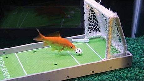 Zlatá rybička zvládne i vstřelit gól