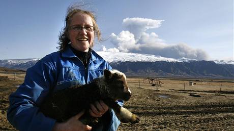 Islandtí farmái se snaí ochránit pedevím svj dobytek, zdroj vech píjm