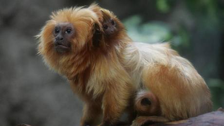 Olomoucká zoo odchovala dv mláata vzácných lvík zlatých