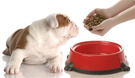 Pes se krmí jinak ve smece a jinak, kdy je sám