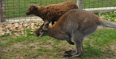 Malá oveka quessanstká sdílí v Mikulov ohradu s klokany bennettovými