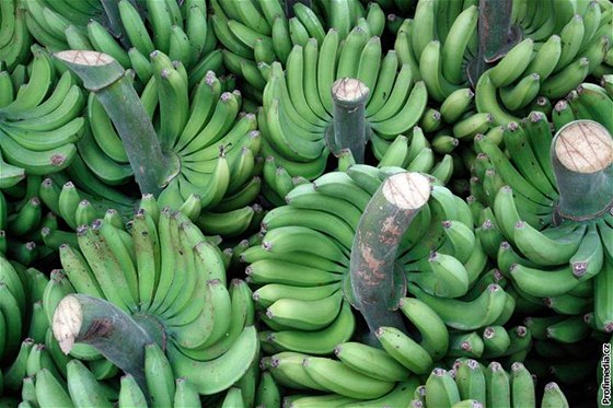 Zelené banány po sklizni ekají na transport