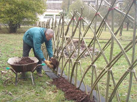 Založit živý plot z čerstvých vrbových prutů také není složité.