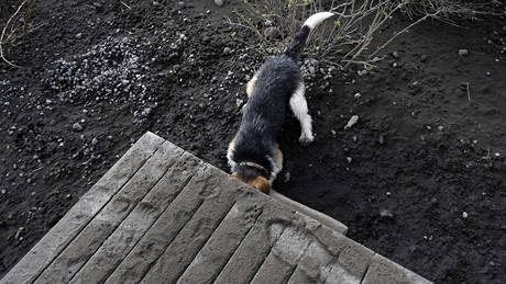 Islandská sopka Eyjafjallajökull chrlí sloup sopeného popela a dýmu. (22. dubna 2010)