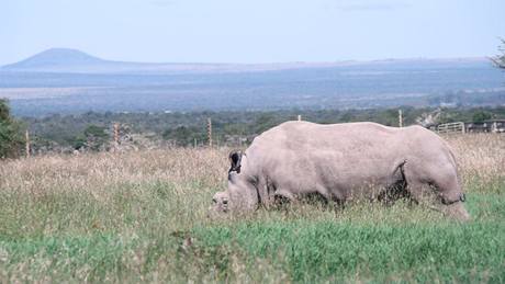 Na pozadí výbhu je v Ol Pejet horapipomínající íp - dvorský nosoroec se pase pod 'keským ípem'