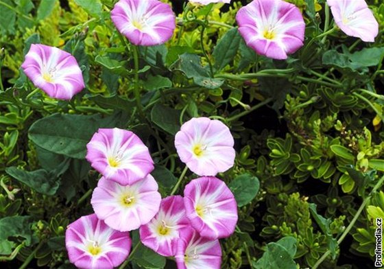 Svlaec rolní (Convolvulus arvensis)