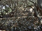 ecko, Korfu. Olivový háj s terasami u Makrades